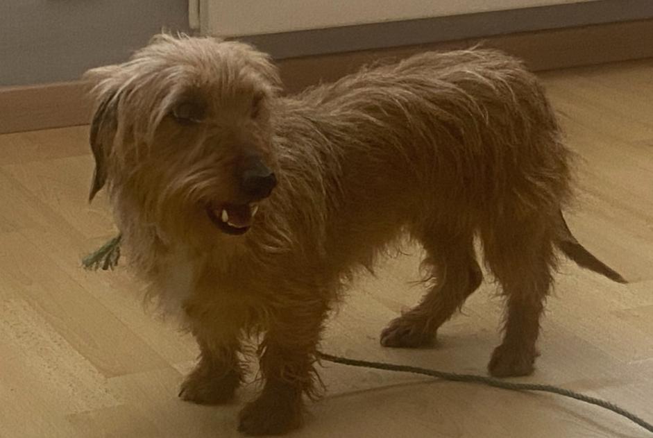 Alerta de Hallazgo Perro Hembra Viviez Francia Alerta de Hallazgo Perro Hembra Viviez Francia