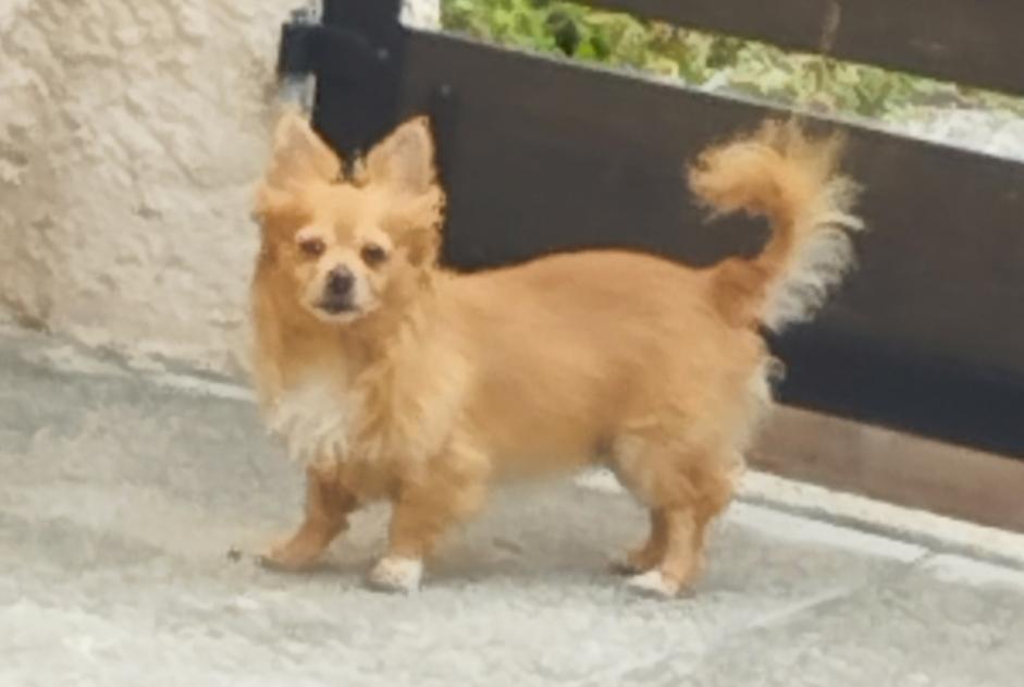 Alerte Disparition Chien Mâle , 7 ans Salles-Courbatiès France Alerte Disparition Chien Mâle , 7 ans Salles-Courbatiès France
