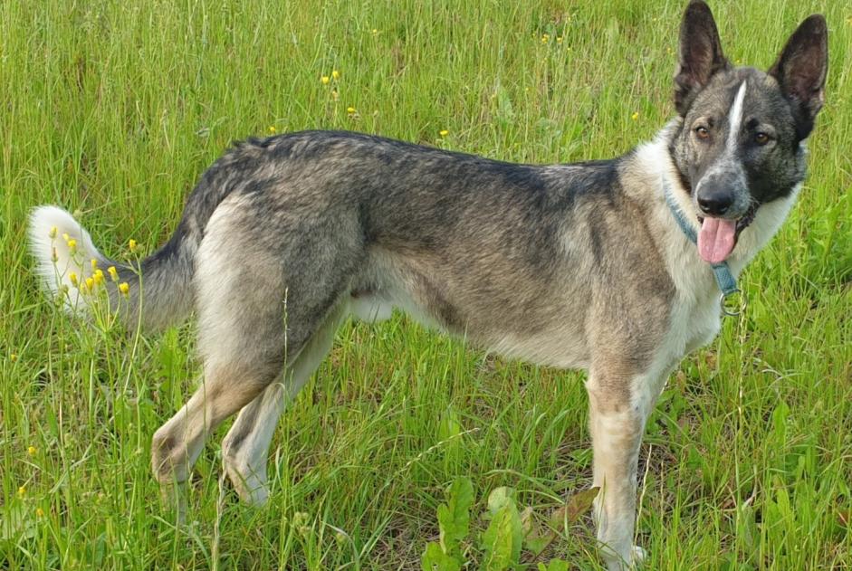 Alerta desaparecimento Cão cruzamento Macho , 6 anos Colombies France Alerta desaparecimento Cão cruzamento Macho , 6 anos Colombies France