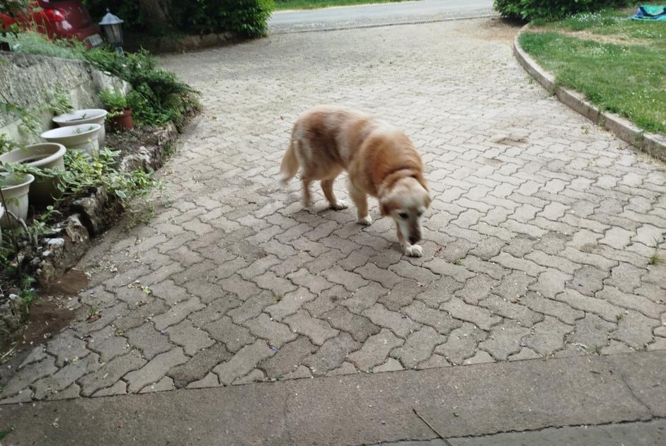 Alerta descoberta Cão  Macho Villefranche-de-Rouergue France